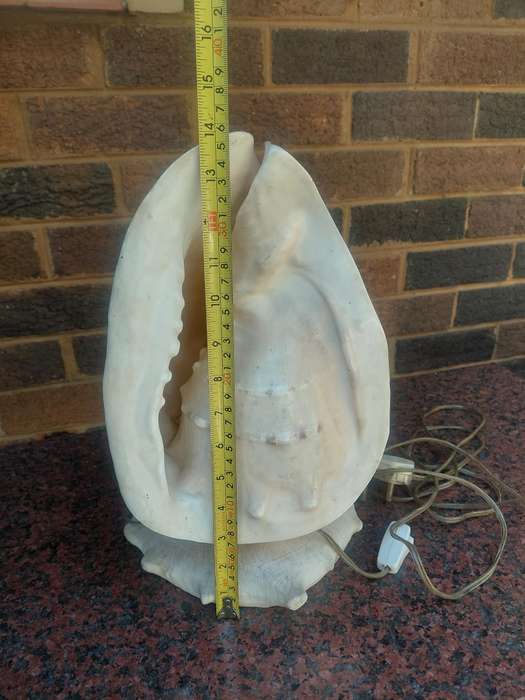 Shell lamp