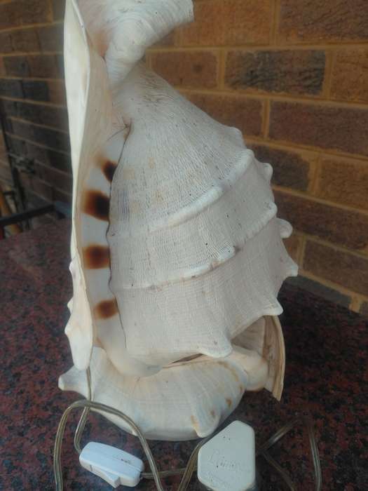 Shell lamp