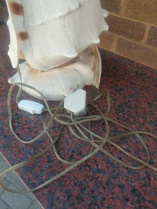 Shell lamp