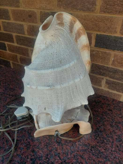 Shell lamp