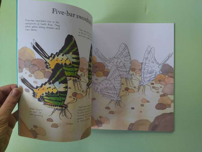 Colouring Book: Butterflies by Megan Cullis