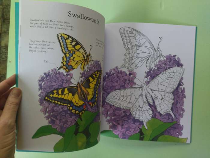 Colouring Book: Butterflies by Megan Cullis
