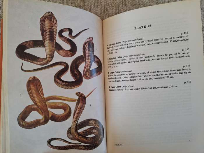 A Field Guide to the Snakes of Southern Africa - V.F.M. FitzSimons
