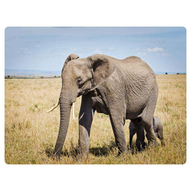 Printed Mouse Pad: Elephant Grazing