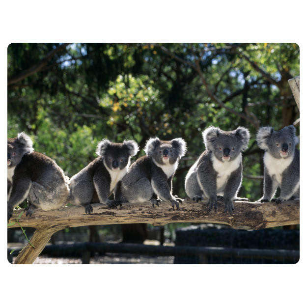 Printed Mouse Pad: Koalas