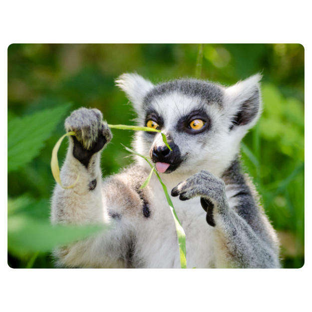 Printed Mouse Pad: Lemur
