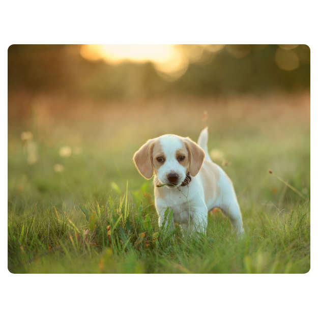 Printed Mouse Pad: Puppy