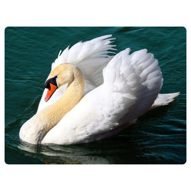 Printed Mouse Pad: Swan