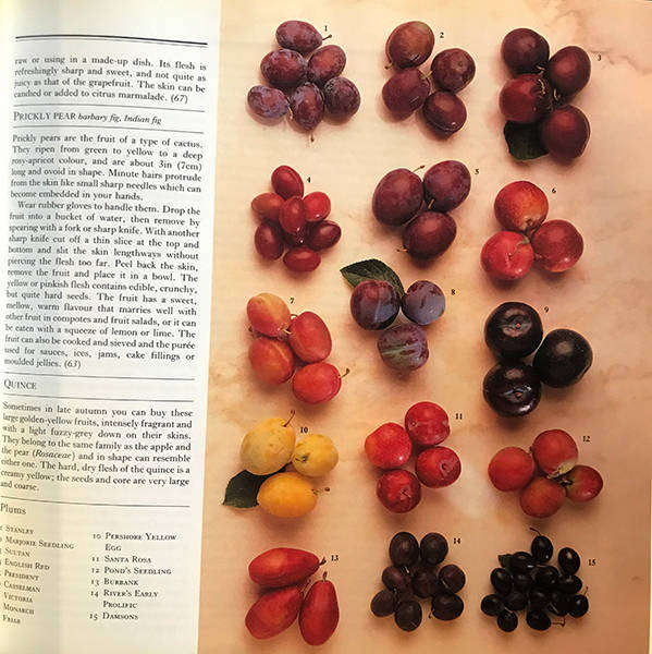 Sainsbury's Book of Food