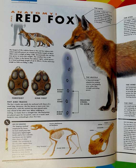 Animal World Number 68 Foxes 1 by Marshall Cavendish