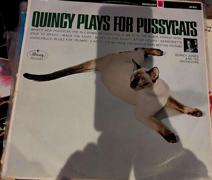 Quincy plays with pussycat