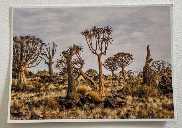 Postcard of Karoo - Karoostories -" Al die veld is vrolik!" - Blackrock #Africana