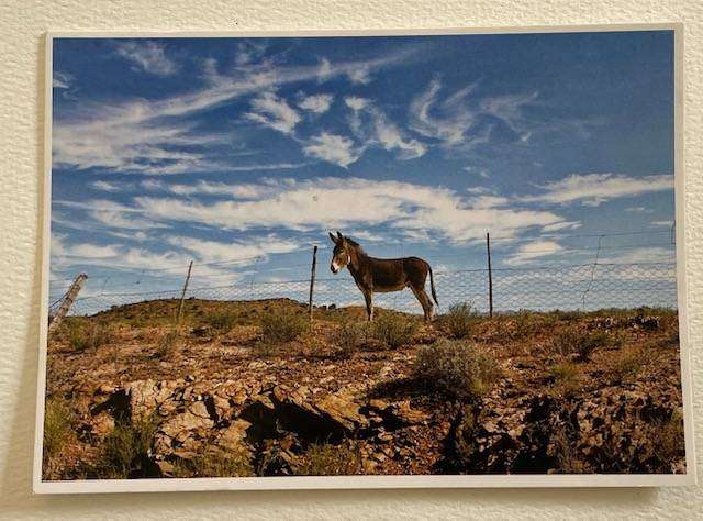Postcard of Karoo - Karoostories -" Die donkie bly n wonderlike ding!" - Blackrock #Africana