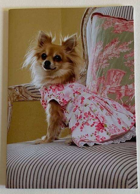 Greeting card - Loulou the Long Haired Chihuaua wears a floral print dress. Blank card - Cico Books