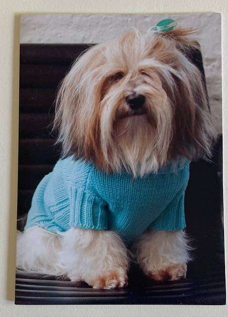 Greeting card - Chanel the Lhasa Apso wears a turquoise jumper. Blank card - Cico Books 2007