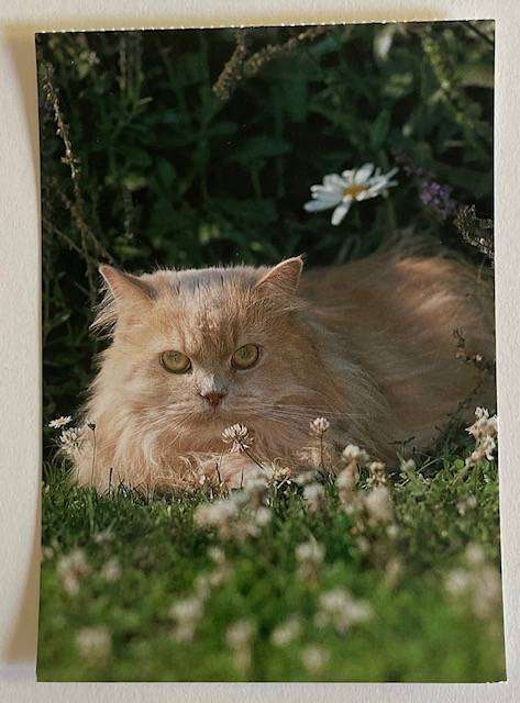 Postcard - Cream Persian - A Korsh Verlag - Germany - Unused