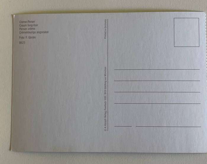 Postcard - Cream Persian - A Korsh Verlag - Germany - Unused
