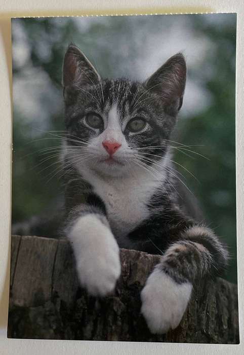 Postcard - Silver Tabby and white kitten - A Korsh Verlag - Germany - Unused