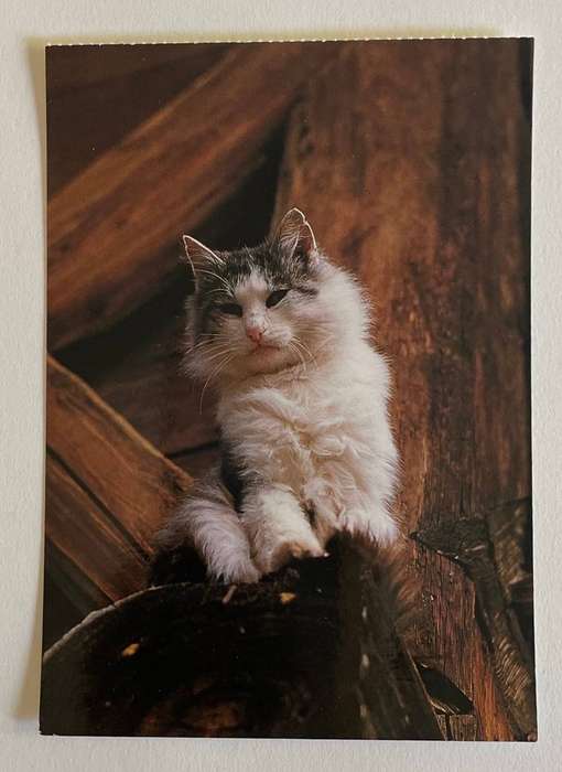 Postcard - Half Persian - A Korsh Verlag - Germany - Unused