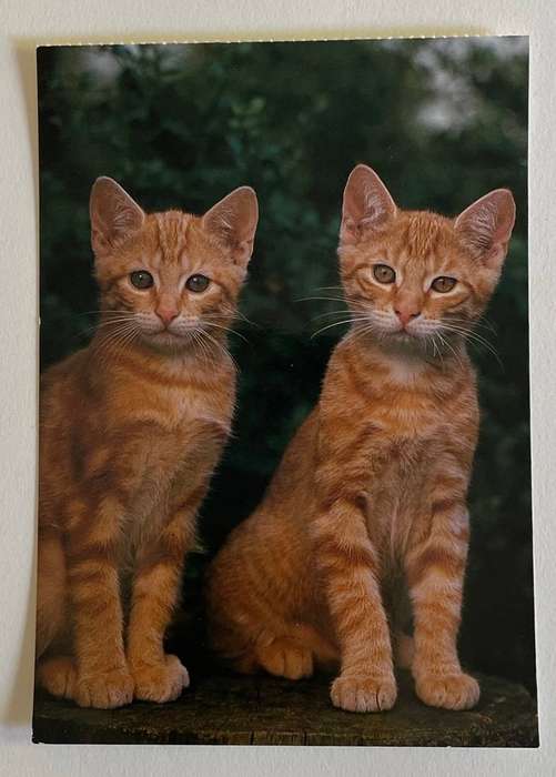 Postcard  - Red Tabby, short haired - A Korsh Verlag - Germany - Unused