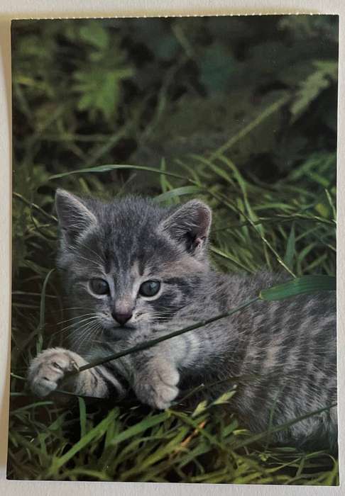 Postcard - Grey Tabby kitten - A. Korsch Verlag - Germany