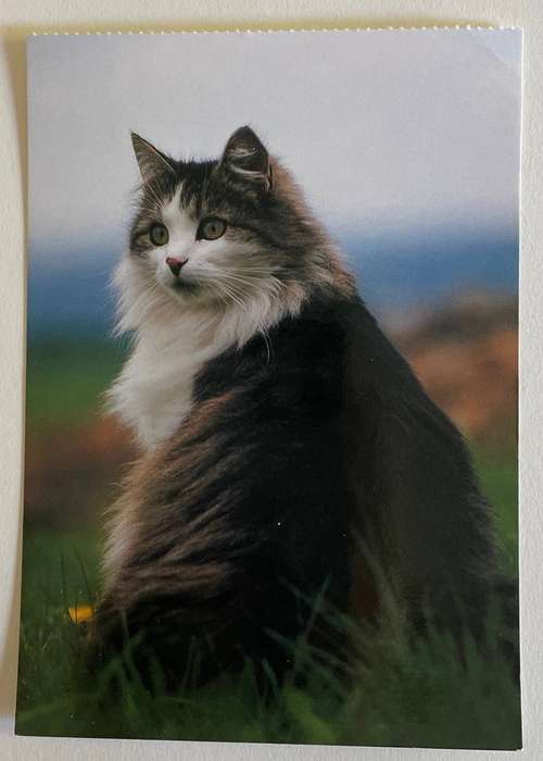 Postcard - Persian Bicolore - A. Korsch Verlag - Germany