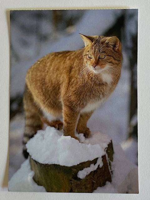 Postcard -European Wildcat - A. Korsch Verlag - Germany