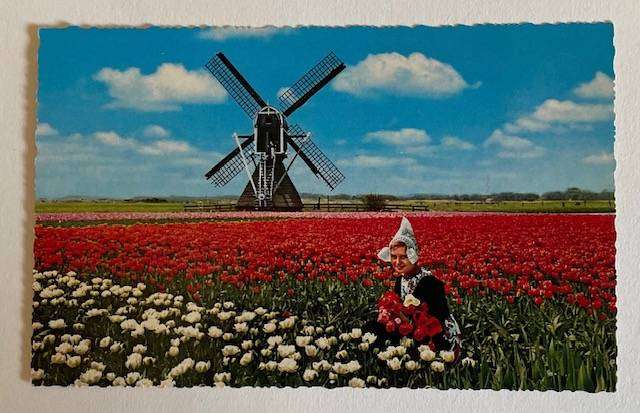 Vintage postcard - HOLLAND - The land of Windmills and Flowers - Kruger 901/17