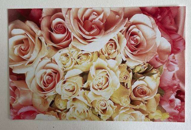 Vintage Postcard - Harlequin - Live the Emotion - 2002 - Unused. ROSES