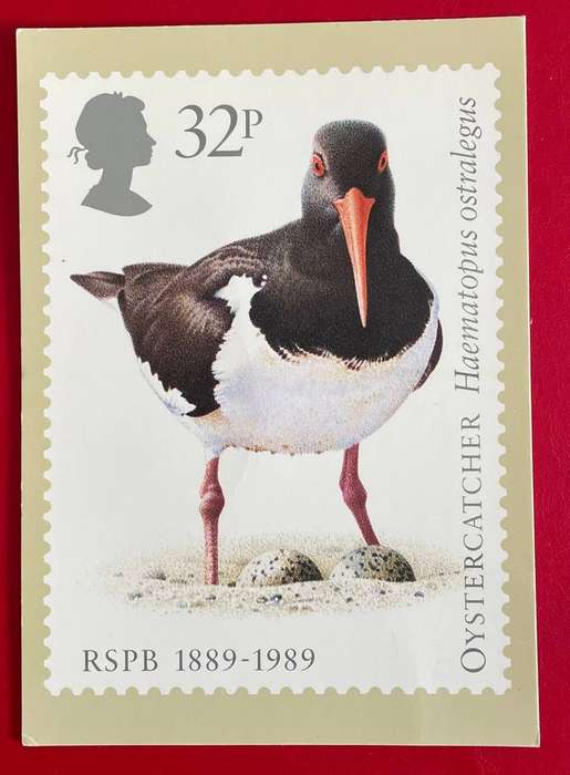 Maxi Card - OYSTERCATCHER - 32p -  Royal Mail 1989