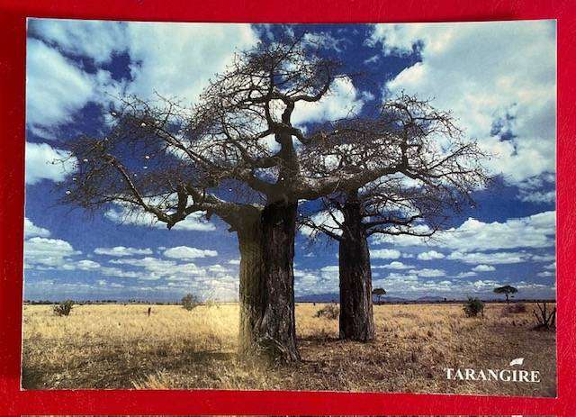 Large postcard - Tarangire - BAOBAB IN FLOWER - Tanzania - S Chomco - Book point