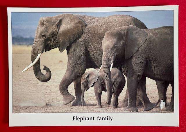 Large postcard -  ELEPHANT FAMILY - DAVID KEITH JONES - Images of Africa - UK