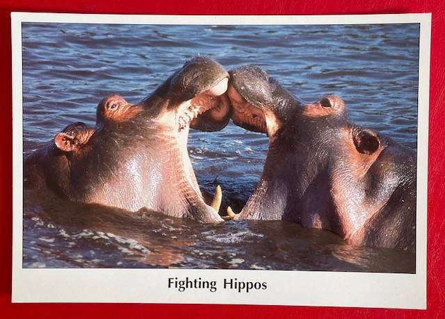Large postcard -  FIGHTING HIPPO'S - David Keith Jones - Images of Africa - UK