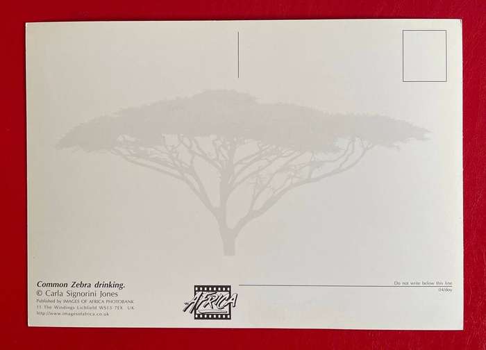 Large postcard -  COMMON ZEBRA DRINKING - CARLA S JONES - Images of Africa - UK
