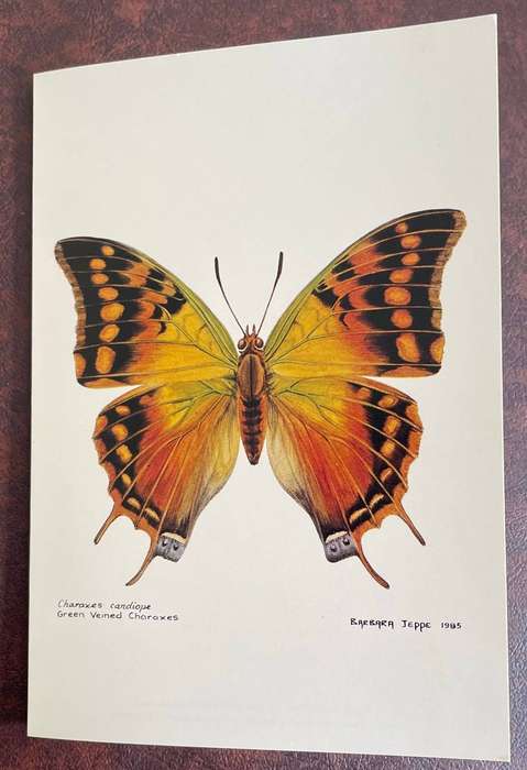 GREETING CARD - GREEN VEINED CHERAXES BUTTERFLY - ART BY R JEPPE 1985 - Okavango Wildlife Society
