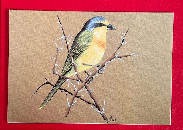GREETING CARD  - ORANGE BREASTED BUSH SHRIKE -  UNUSED - SEASONS GREETINGS #AFRICANA ZIMBWABWE