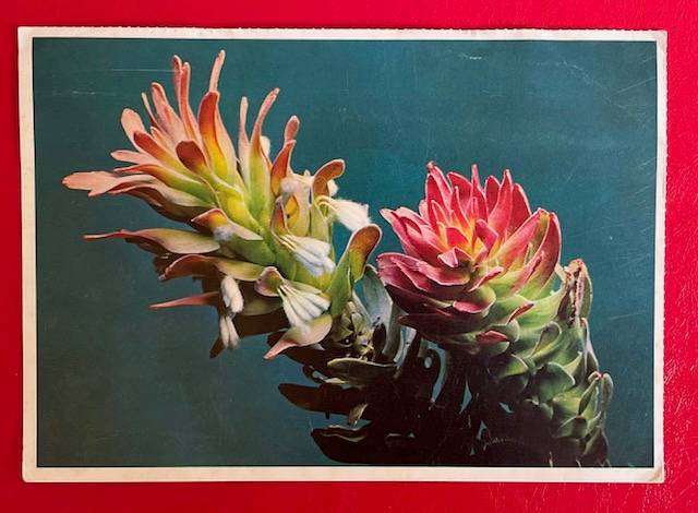 VINTAGE POSTCARD - "ROOISTOMPIE"-  UNUSED  - PROTEA COLOUR PRINTS- #AFRICANA