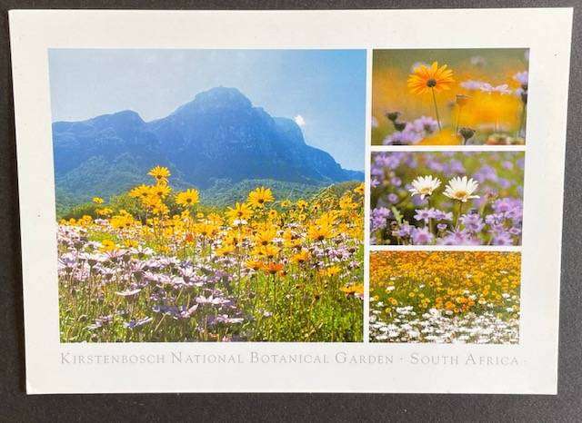 Postcard - KIRSTENBOSCH BOTANICAL GARDENS -- SOUTH AFRICA - NIEL AUSTEN - #AFRICANA