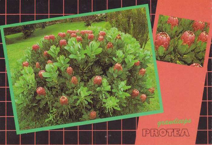 Post Cards / Maxi Card