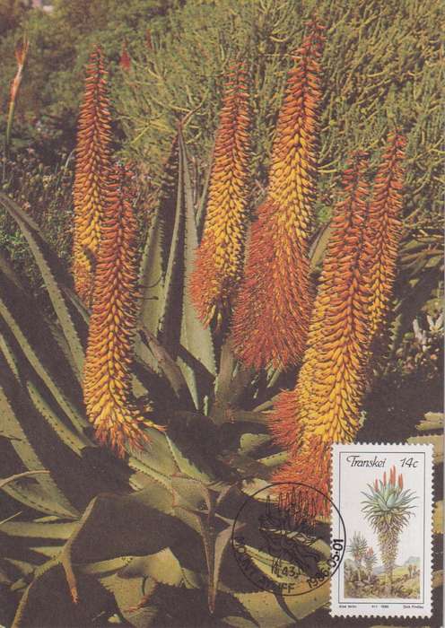 Post Cards / Maxi Card