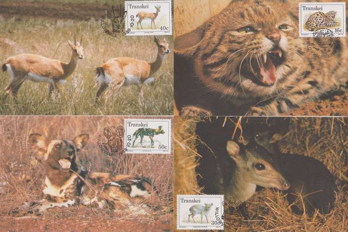 Maxi Card Set of 4 Transkei 1988 Endangered Wild Animals