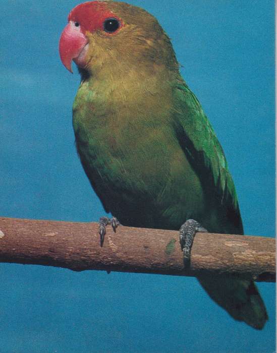 Post Cards / Maxi Card Not used