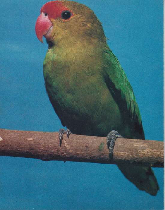 Post Cards / Maxi Card Not used
