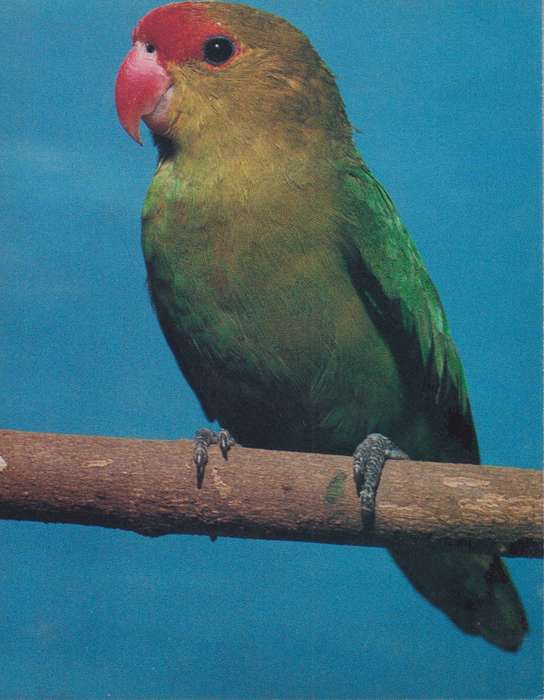 Post Cards / Maxi Card Not used