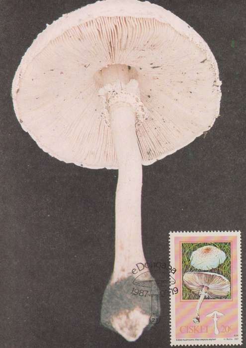 Post Cards / Maxi Card Not used