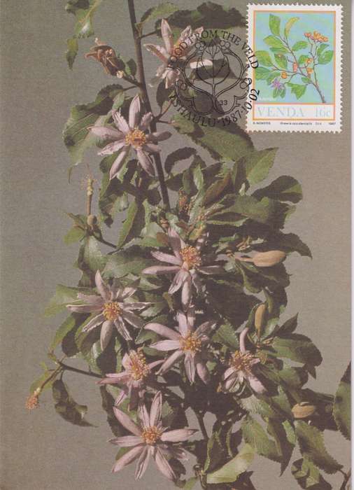 Post Cards / Maxi Card Not used