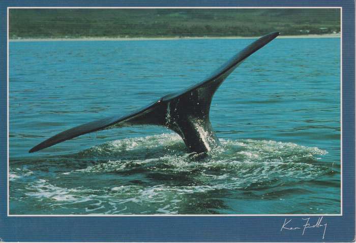 Post Cards