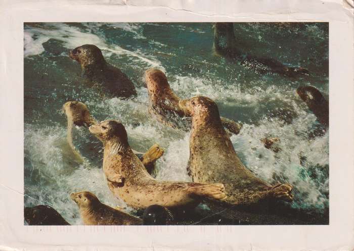 Post Card