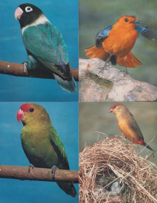 Post Cards Set Of 6 RSA Birds