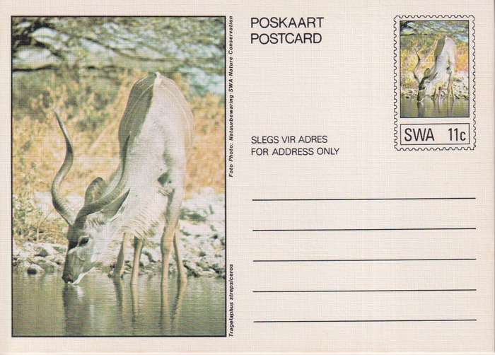 Post Card / Maxi Card